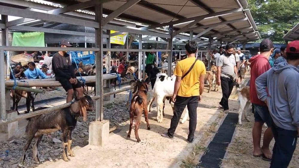 Suasana di pasar hewan terpadu Tulungagung. IDN Times/ Bramanta Pamungkas
