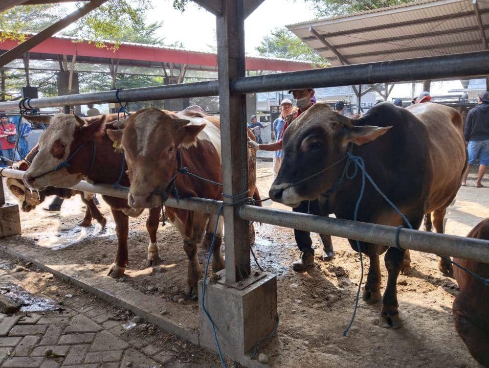 Hewan Kurban di Tulungagung Melimpah Jelang Idul Adha