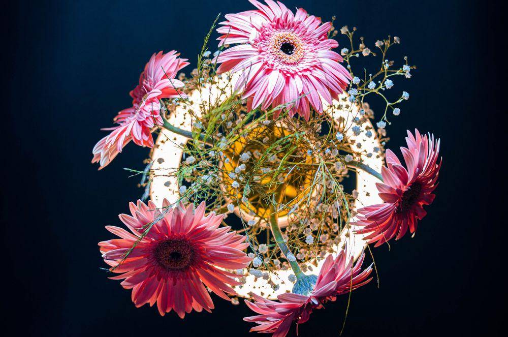 ilustrasi gerbera daisy (pixabay.com/lucasgeorgewendt)