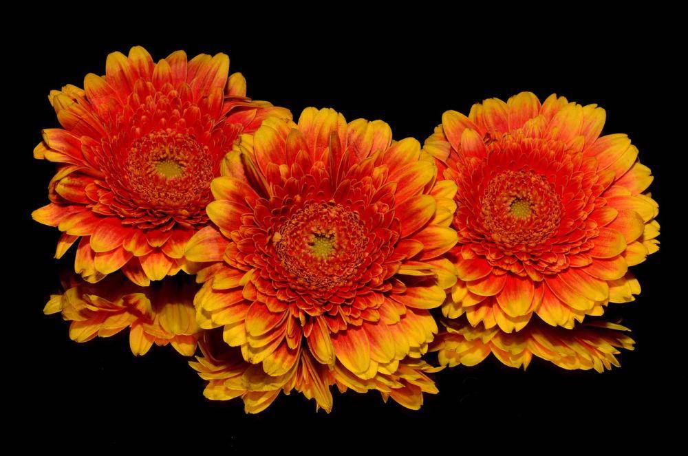 ilustrasi bunga gerbera daisy (pixabay.com/corinaselberg)
