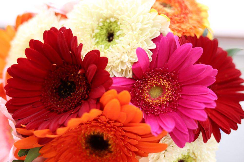 ilustrasi bunga gerbera daisy (pixabay.com/u11116)
