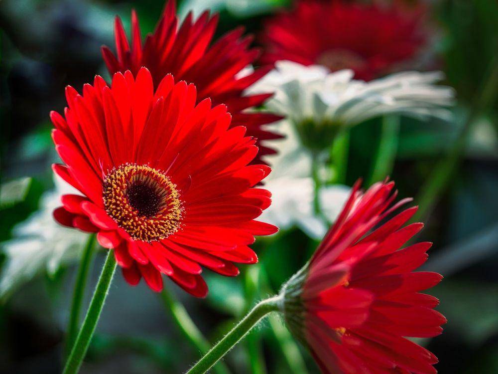 ilustrasi bunga gerbera daisy (pixabay.com/fietzfotos)