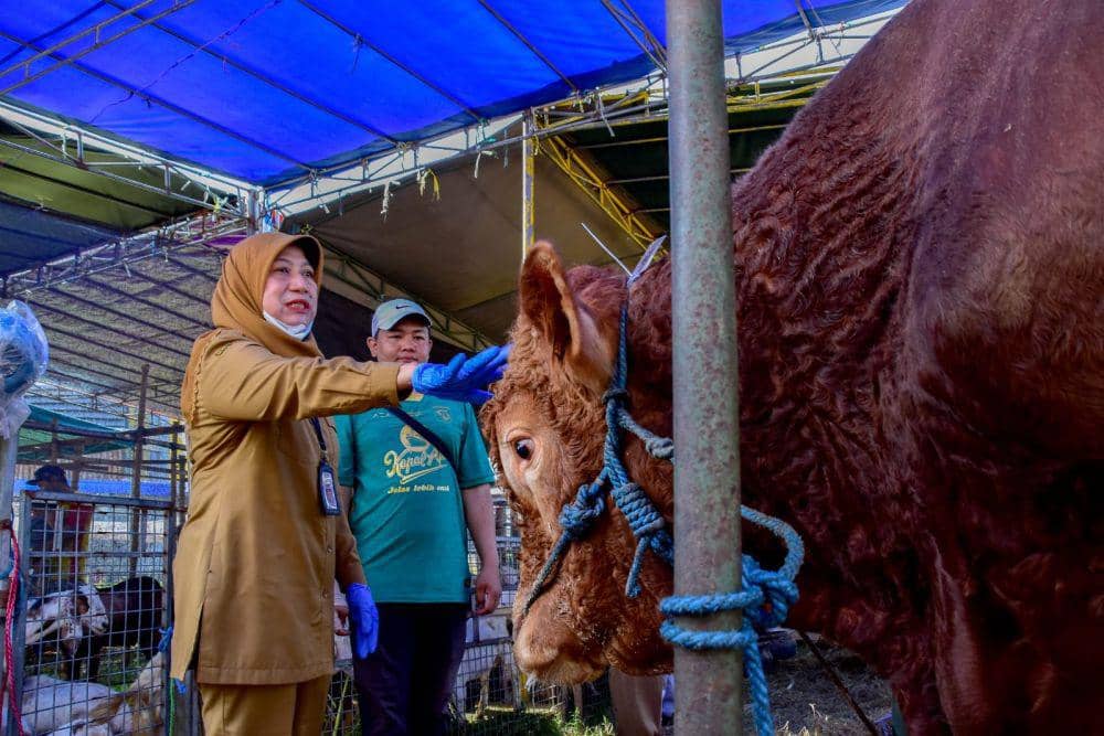 DKPP Mulai Cek Lapak Hewan Kurban di Surabaya