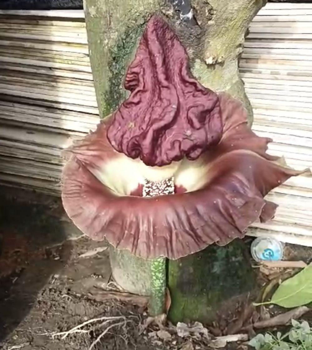 Viral! 2 Bunga Bangkai Mekar Sempurna di Pekarangan Warga di Batam