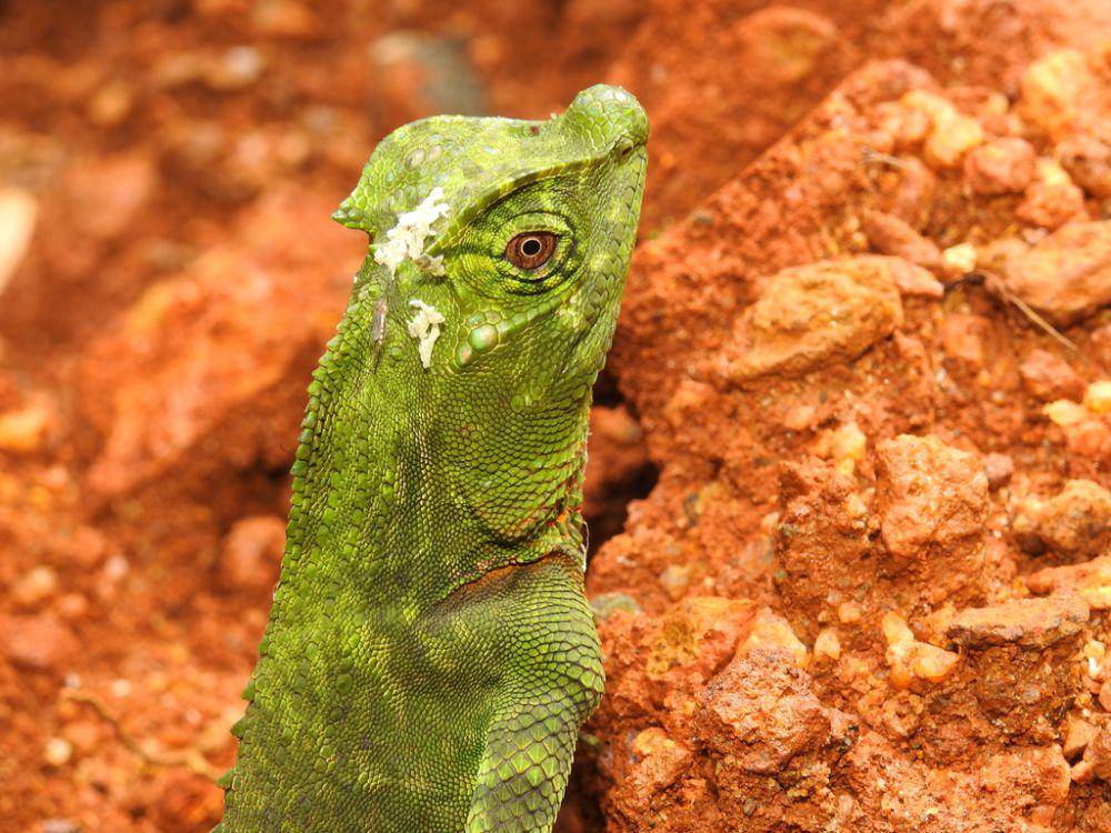 Kadal moncong punuk (inaturalist.org/jatie)
