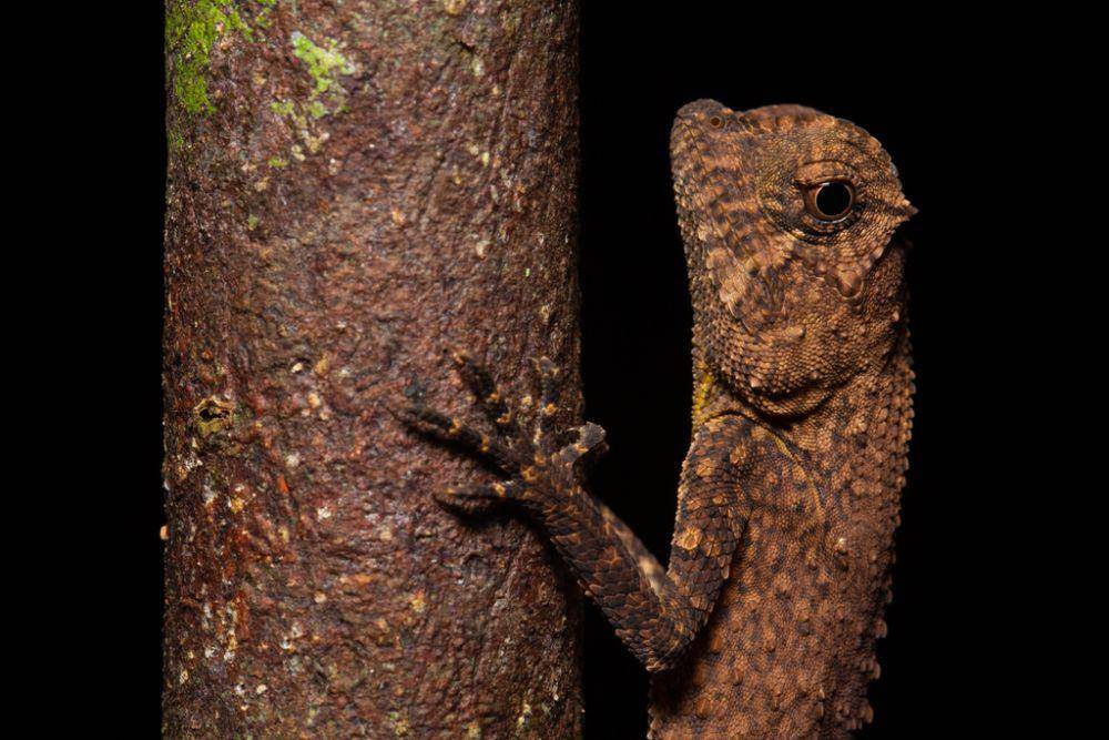 Kadal moncong punuk (inaturalist.org/jonodashper)