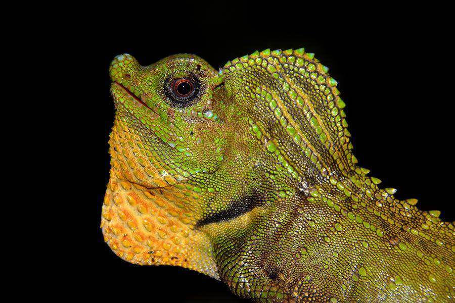 Kadal moncong punuk (inaturalist.org/zoltanbagosi)