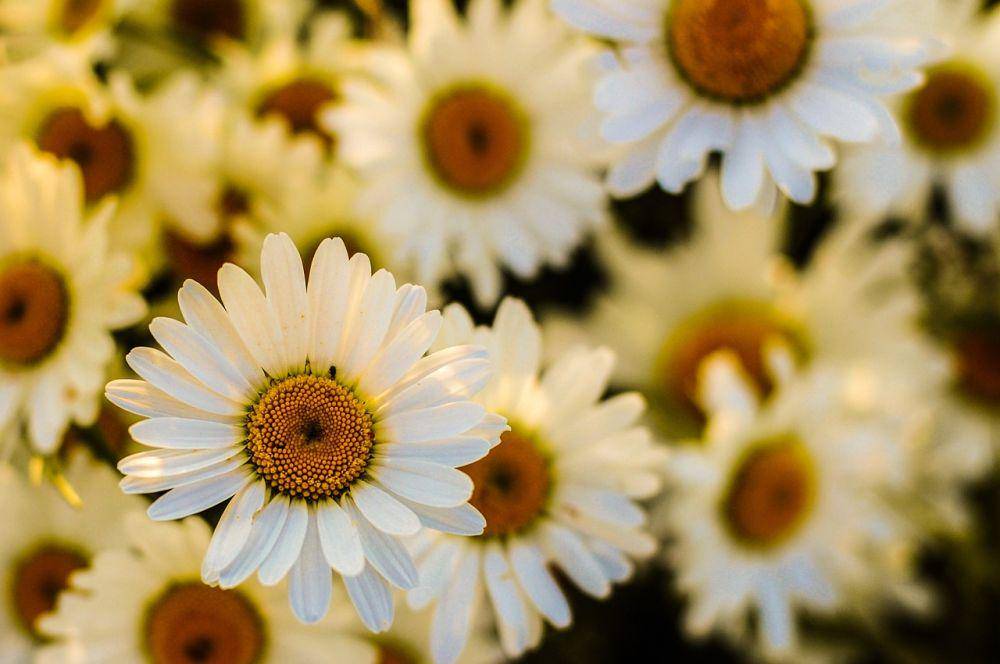 ilustrasi bunga gerbera daisy (pixabay.com/skitterphoto)