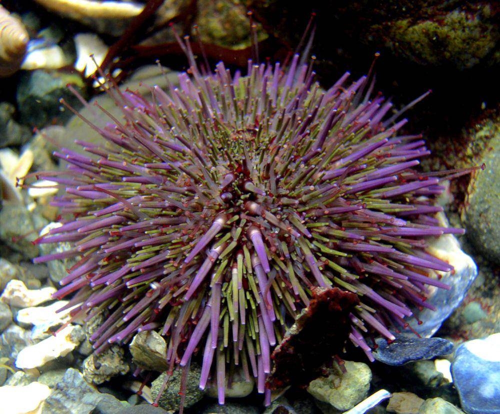 Bulu babi ungu (commons.m.wikimedia.org/Taoillan82)
