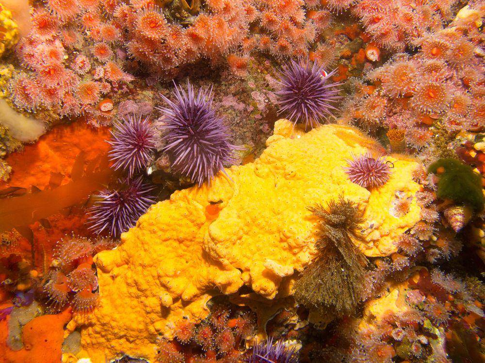 Bulu babi ungu (commons.m.wikimedia.org/Ed Bierman)
