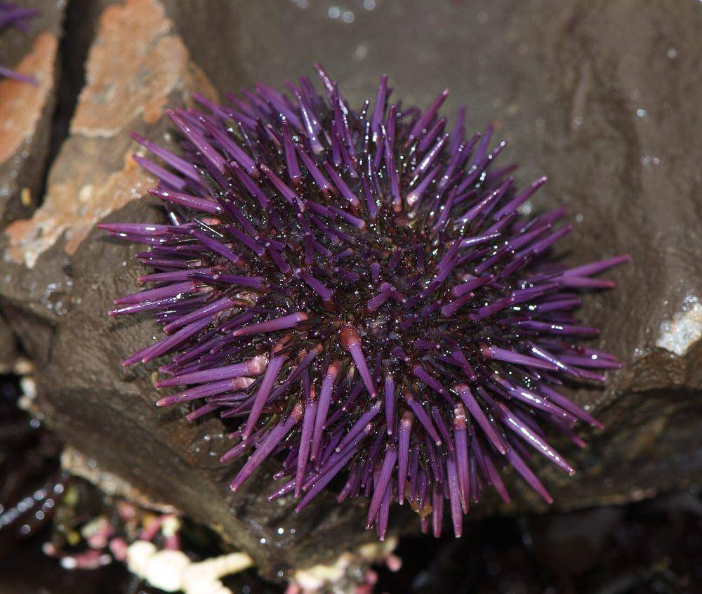 Bulu babi ungu (commons.m.wikimedia.org/Jerry Kirkhart)