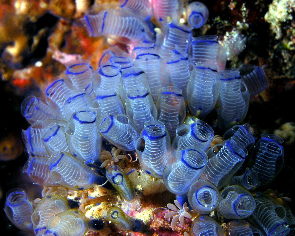 5 Fakta tentang Tunikata, Invertebrata Laut untuk Antibiotik!