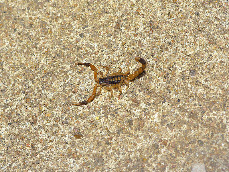 Bark scorpion (commons.wikimedia.org/Michelle)