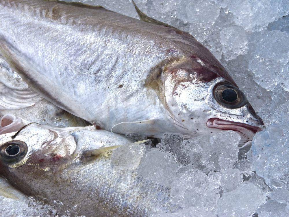 ilustrasi ikan tenggiri (pixabay.com/makamuki0)