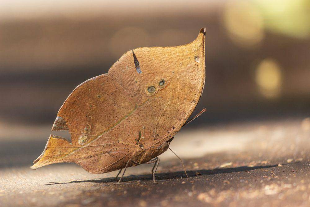 Kupu-kupu daun mati (inaturalist.org/rajatjoshi03)
