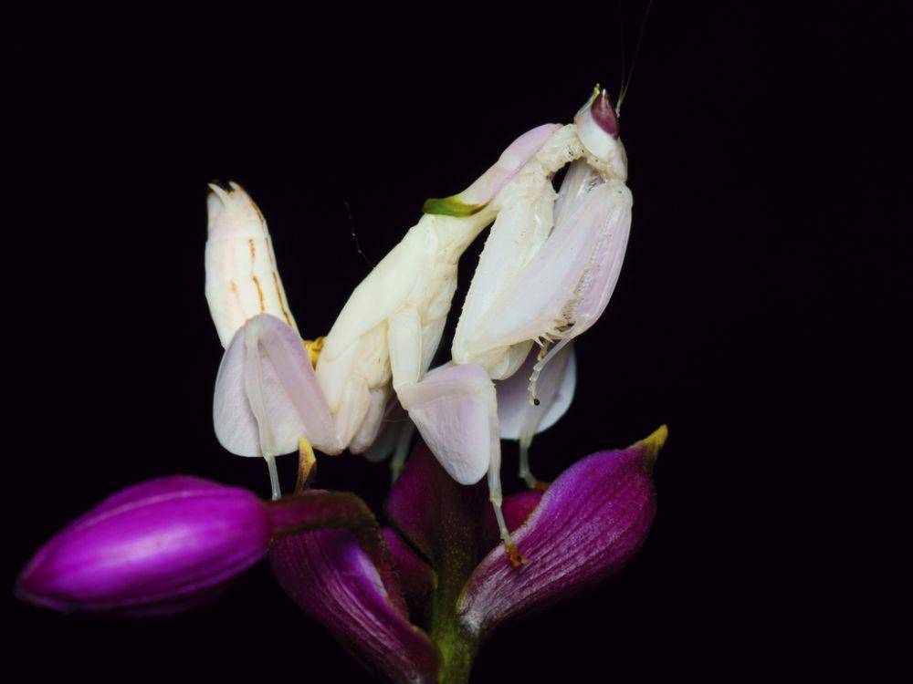 Belalang sembah anggrek (inaturalist.org/zleng)