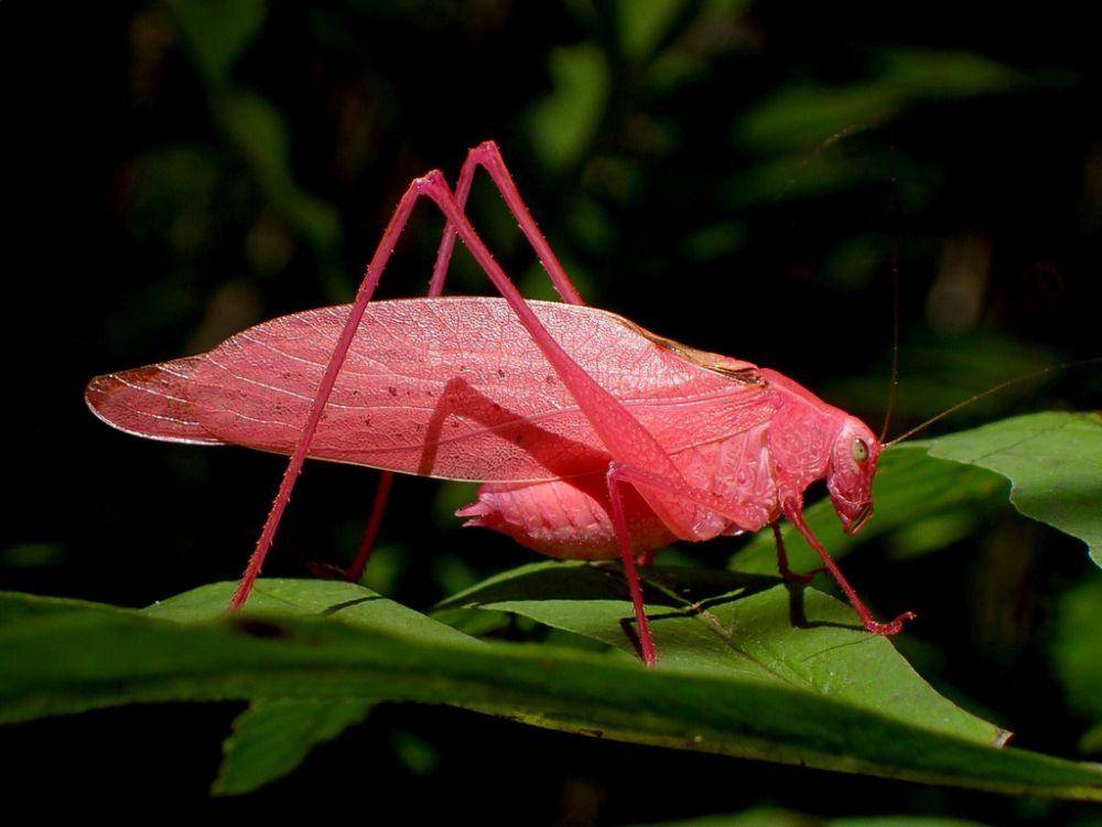 Katydid (inaturalist.org/russjones)
