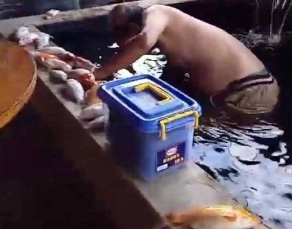 (Ikan Koi milik warga Kayuagung OKI mati akibat pemadaman listrik) IDN Times/istimewa