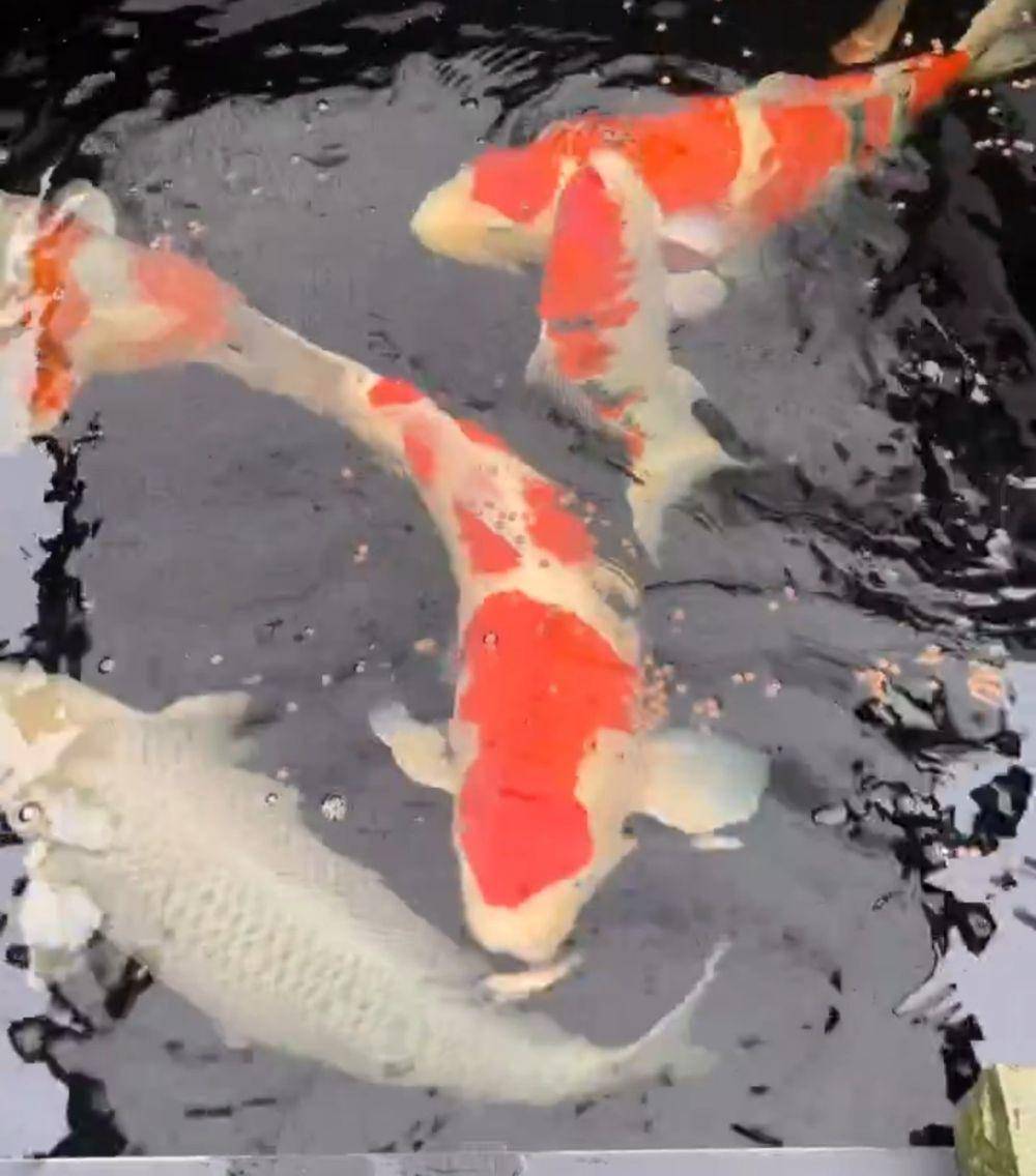 Ilustrasi ikan koi (IDN Times/istimewa)