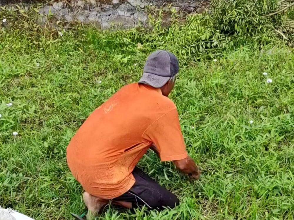 Ilustrasi peternak saat menyabit rumput (Facebook peternak Lotim)