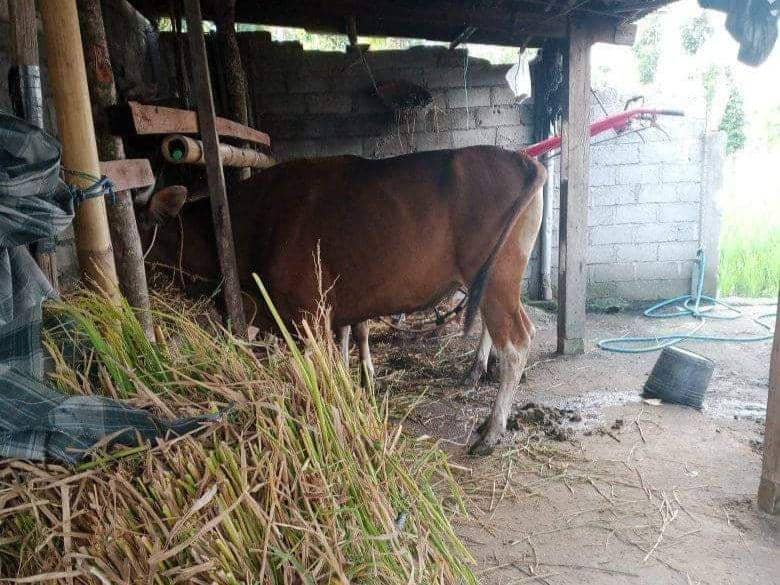 Musim Kemarau, Peternak di Lotim Kesulitan Dapat Pakan