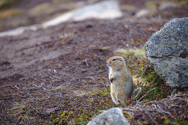 Arctic ground squirrel (commons.wikimedia.org/Mmzx8mn)