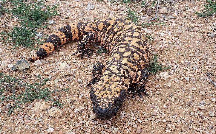 Arizona gila monster (commons.wikimedia.org/Josh Olander)