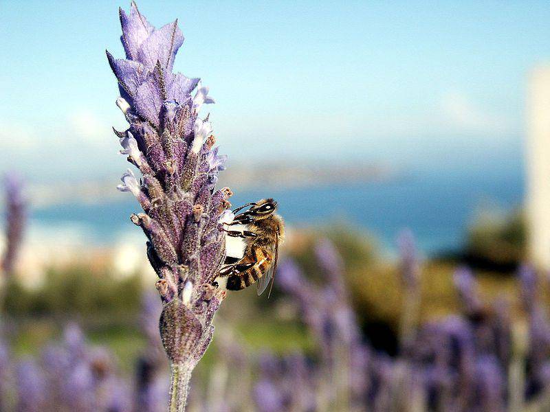 Africanized honey bee (commons.wikimedia.org/Jose Manuel Podlech)