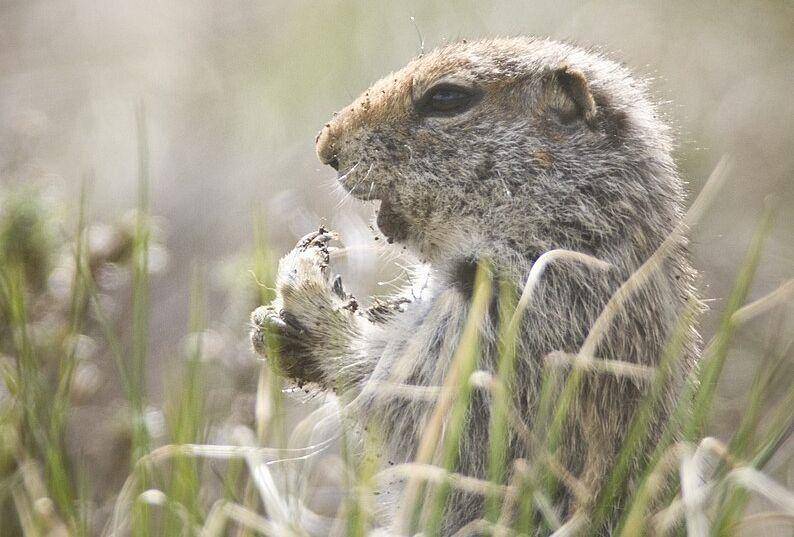Arctic ground squirrel (commons.wikimedia.org/Denali National Park and Preserve)