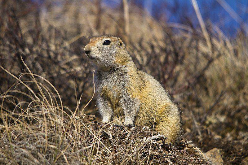 Arctic ground squirrel (commons.wikimedia.org/Denali National Park and Preserve)