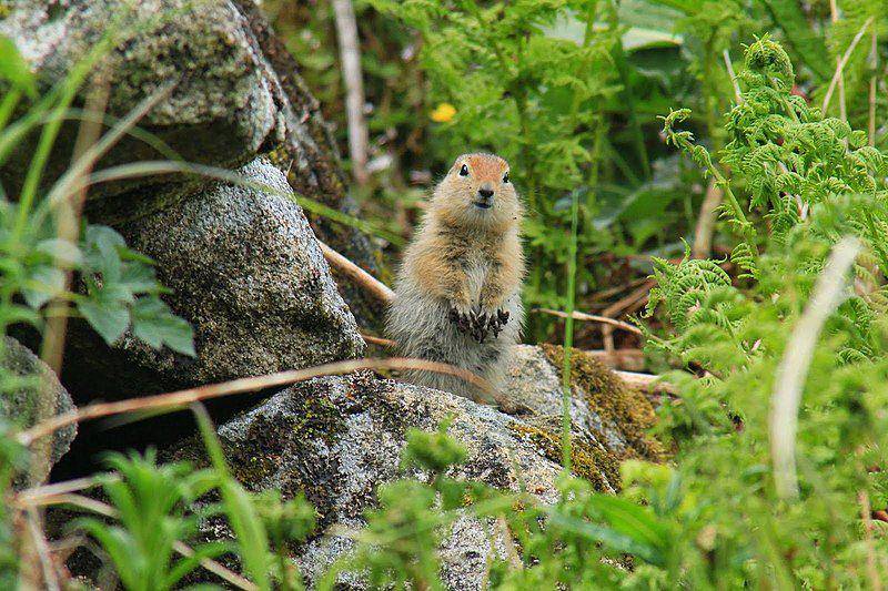 Arctic ground squirrel (commons.wikimedia.org/Matt Henschen)