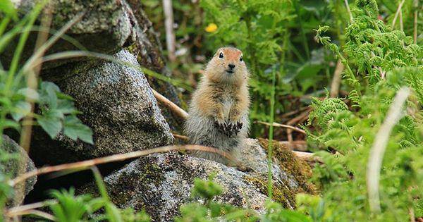 Arctic ground squirrel (commons.wikimedia.org/Matt Henschen)