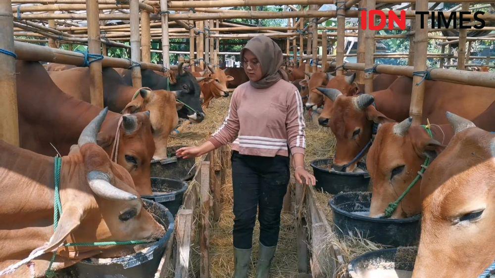 Gadis Asal Boyolali Sukses Ternak Sapi, Panen Besar di Hari Kurban