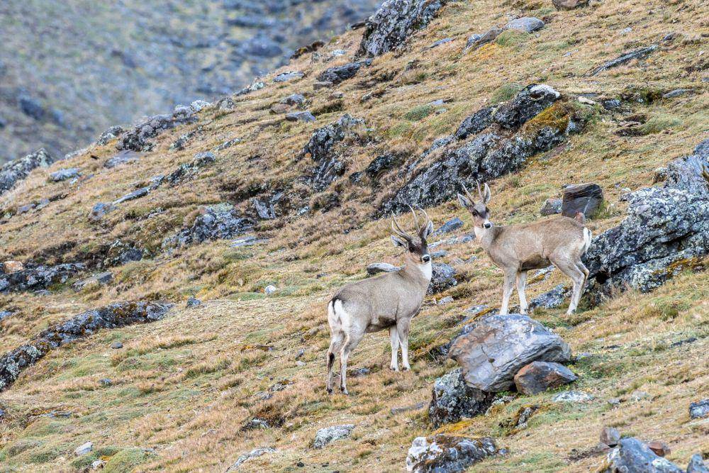 Taruca (inaturalist.org/Omar Torrico)
