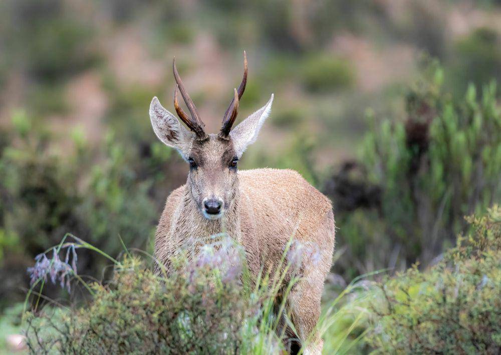 Taruca (inaturalist.org/Esteban Villanueva Ortiz)