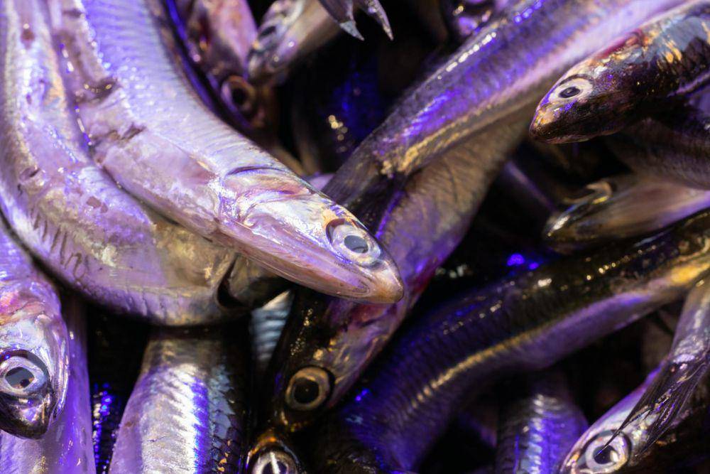 Ikan Teri (pexels.com/Engin Akyurt)