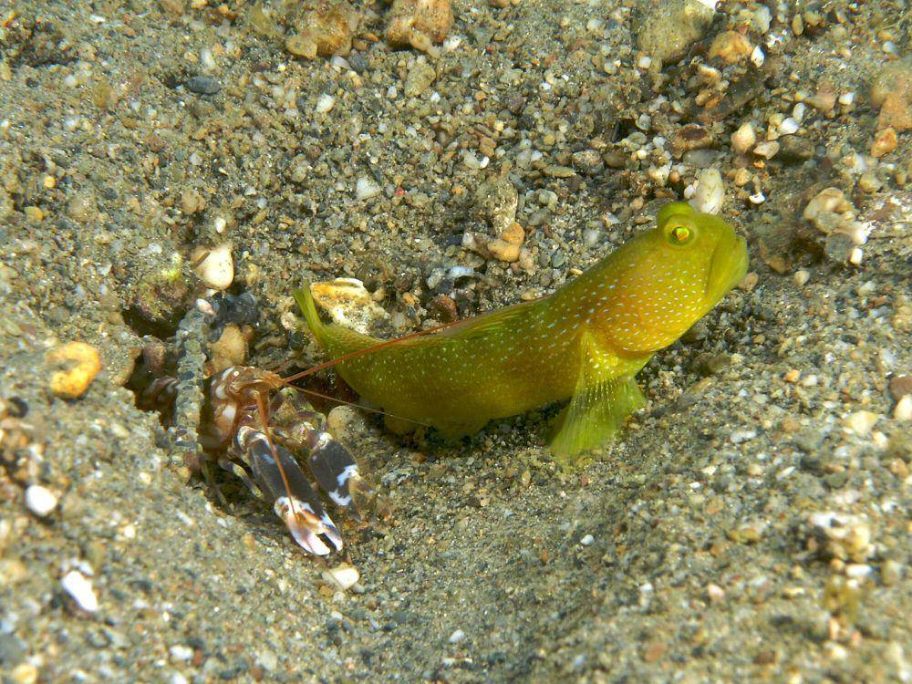 Snapping shrimp (commons.m.wikimedia.org/Nick Hobgood)