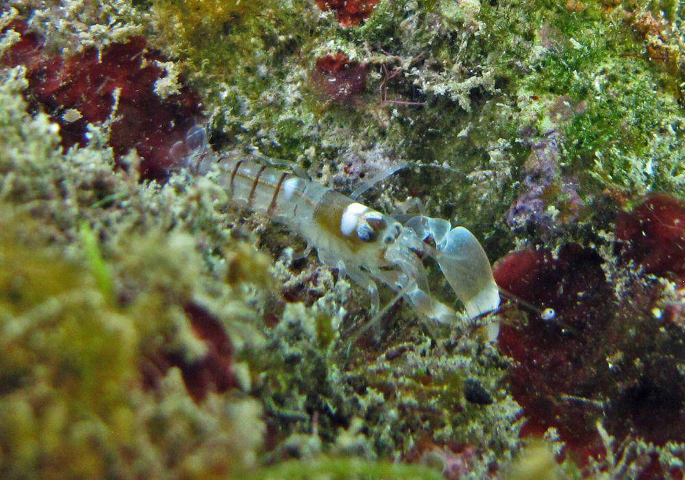 Snapping shrimp (commons.m.wikimedia.org/Christophe Cadet)