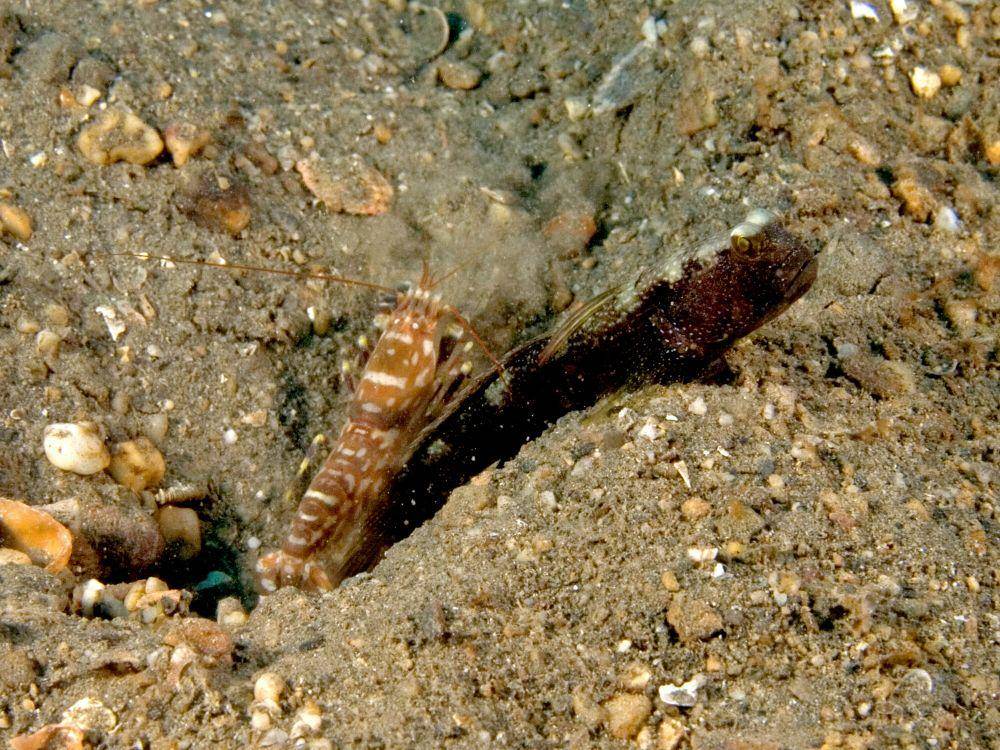 Snapping shrimp (commons.m.wikimedia.org/Nick Hobgood)