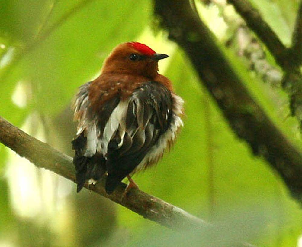 Club-winged manakin (commons.m.wikimedia.org/Michael Woodruff)