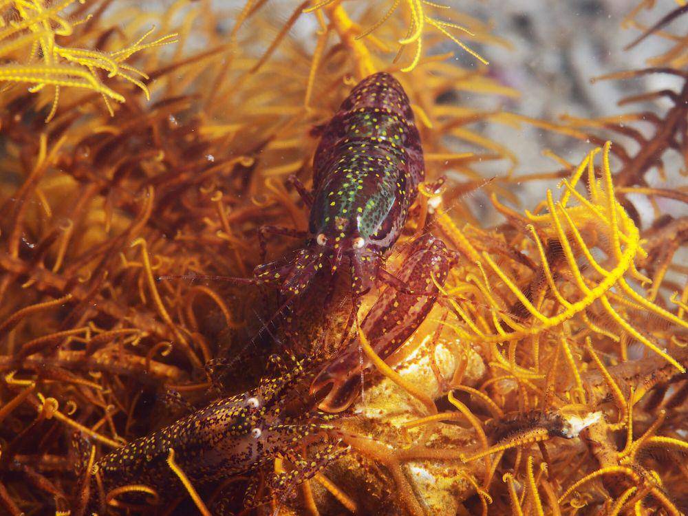 Snapping shrimp (commons.m.wikimedia.org/Rickard Zerpe)