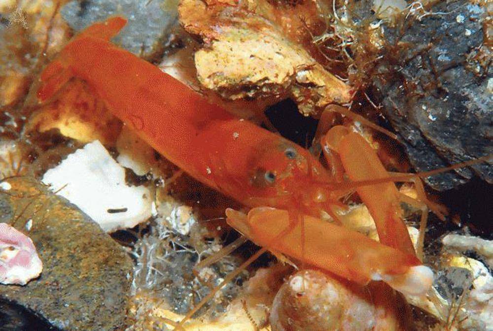 Snapping shrimp (commons.m.wikimedia.org/Anker A, Grave S)