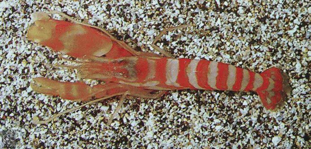 Snapping shrimp (commons.m.wikimedia.org/Anker A, Grave S)