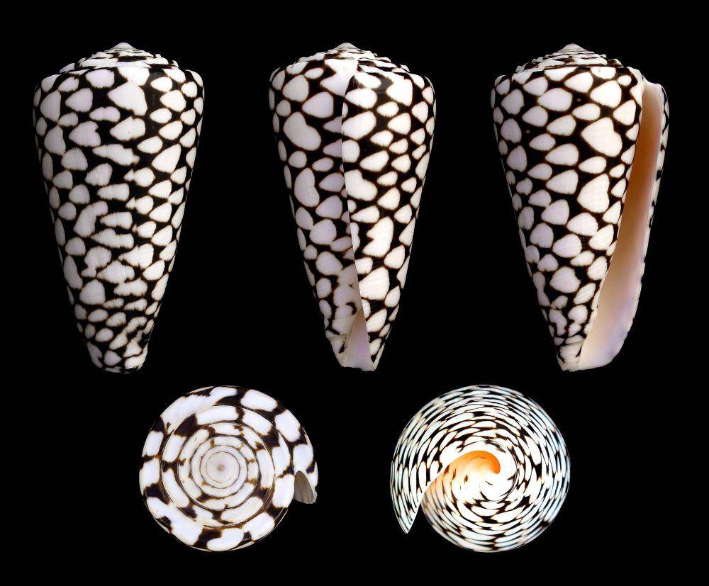 siput kerucut marmer (commons.wikimedia.org/H. Zell)