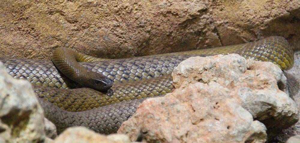 ular taipan pedalaman (/commons.wikimedia.org/Bjoertvedt)