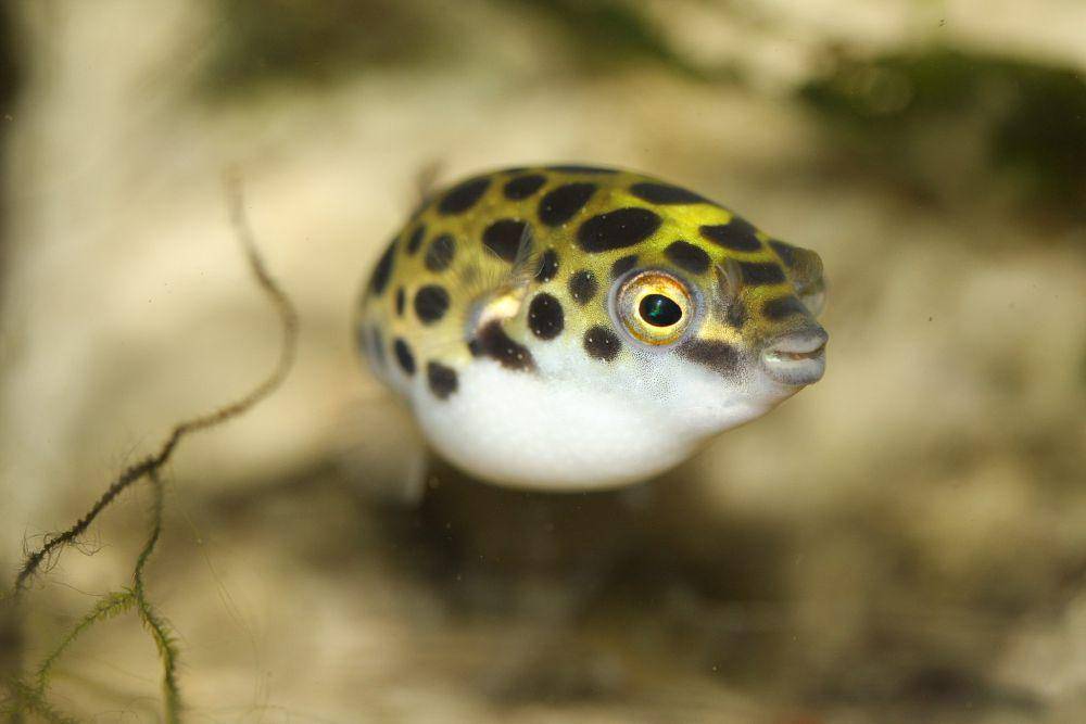 ikan buntal (commons.wikimedia.org/Starseed)