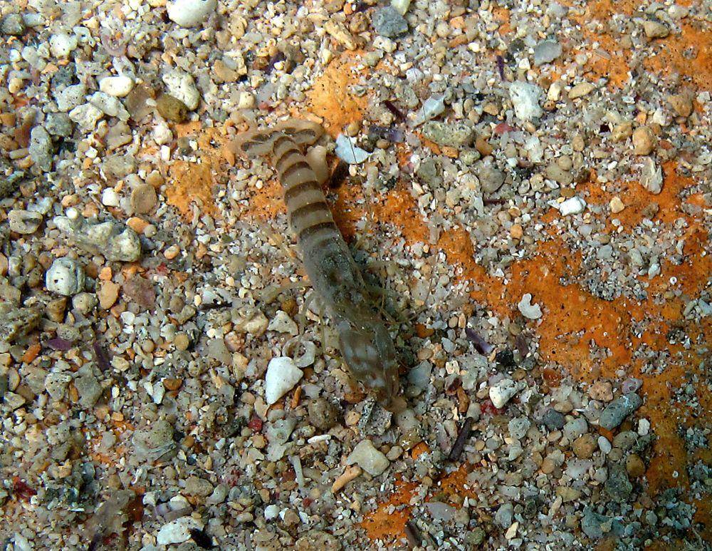 Snapping shrimp (commons.m.wikimedia.org/Philippe Boujon)
