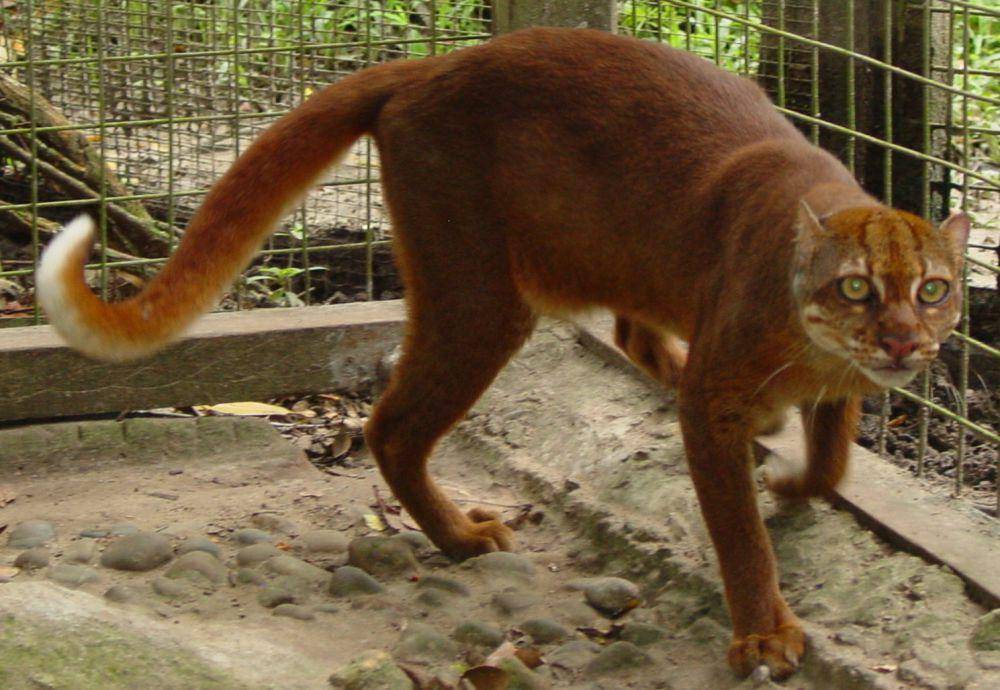Bay cat (commons.wikimedia.org/Jim Sanderson)