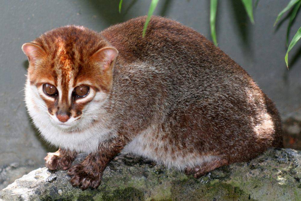 Flat-headed cat (commons.wikimedia.org/Jim Sanderson)