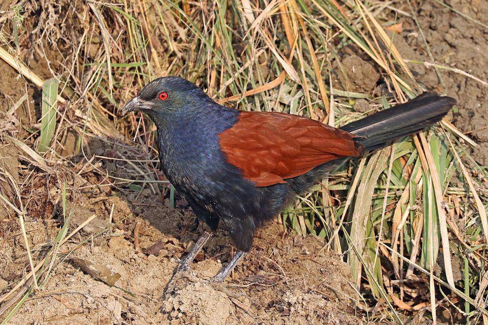 Greater Coucal (commons.wikimedia.org)